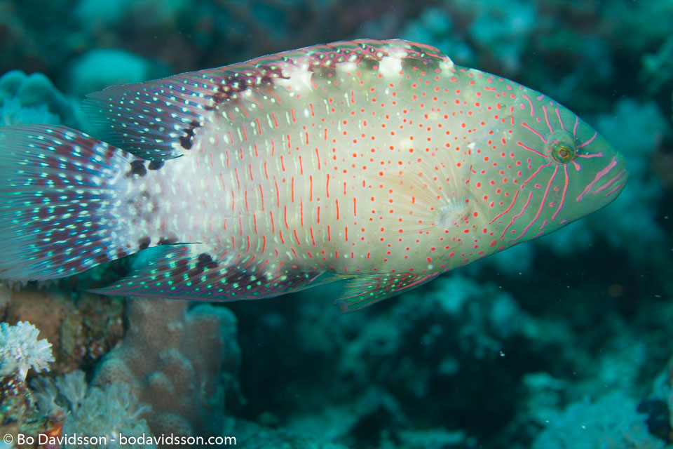 BD-120425-Marsa-Alam-6540-Calotomus-viridescens-(Rüppell.-1835)-[Dotted-parrotfish].jpg